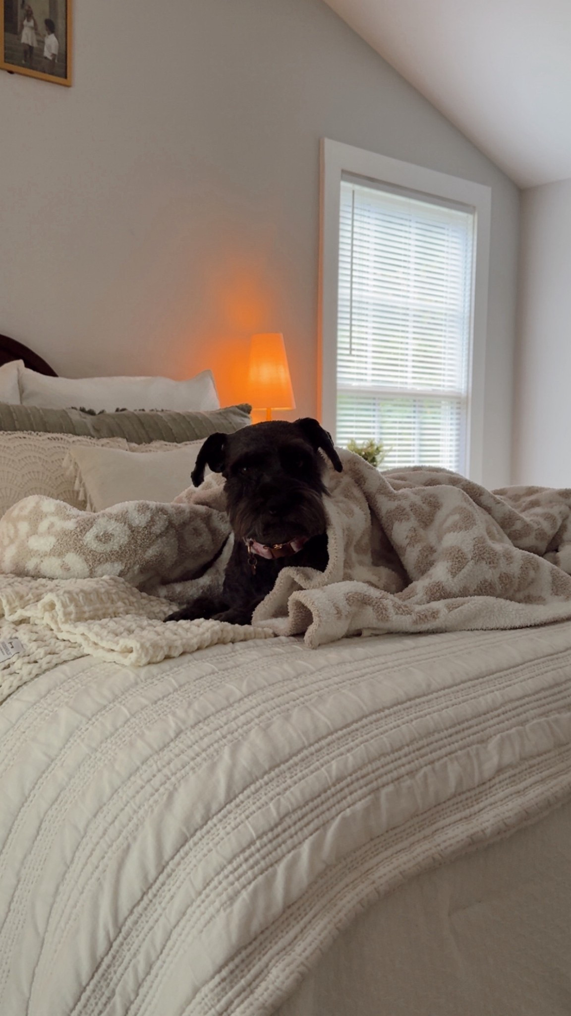 The softest blanket throw! 
From Amazon - a must buy for winter and fall season! 

#LTKWedding #LTKHome #LTKSeasonal