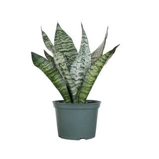 United Nursery Live Sansevieria Zeylanica Indoor Snake Plant Shipped in 6 in. Grower Pot 26455 - ... | The Home Depot