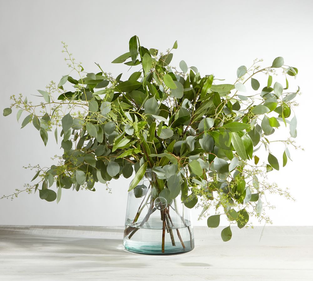 Live Bay Leaf &amp; Seeded Eucalyptus Bunches | Pottery Barn (US)