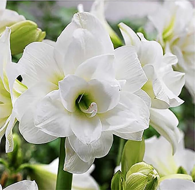 Alasca Triple White Amaryllis – White Amaryllis Bare Root Bulb – Elegant Indoor & Outdoor Pla... | Amazon (US)