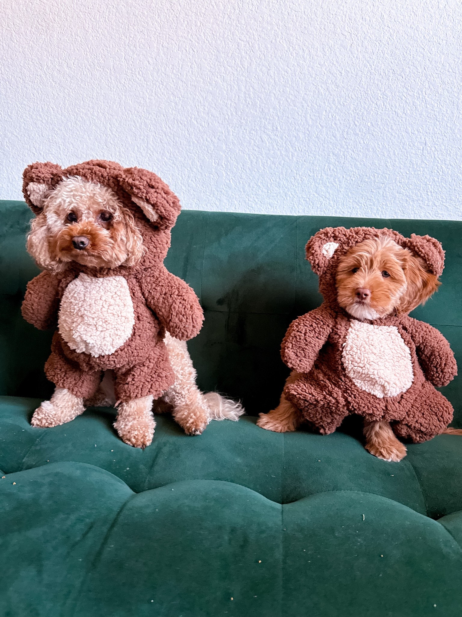 Just two little teddy bears making hearts melt everywhere they go 🐻💛

#LTKPets #LTKSeasonal #LTKFindsUnder50