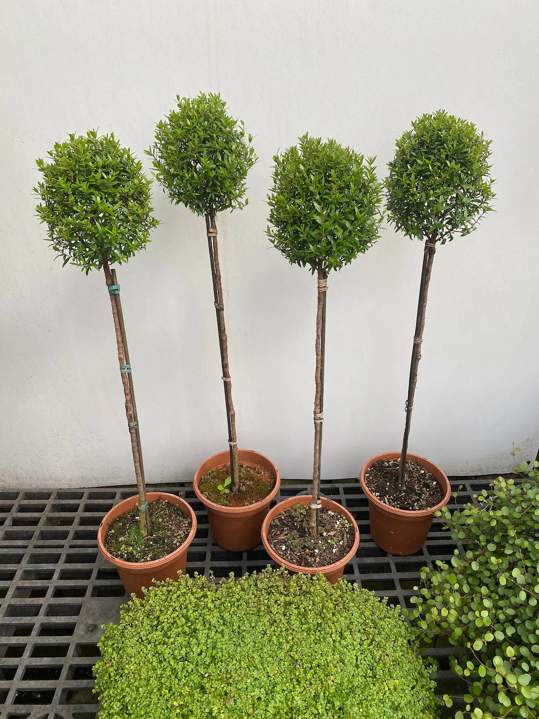 Myrtle topiary 25”-30” tall 4 pack 6” pot | Etsy (US)