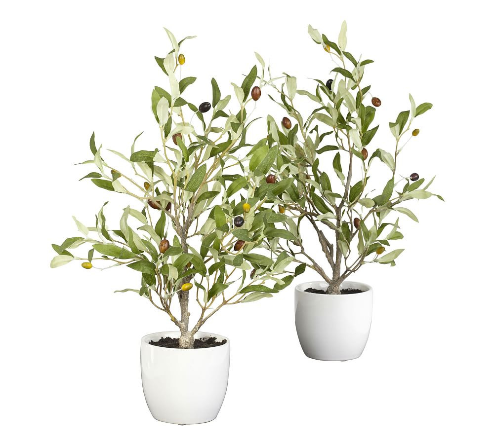 Faux Olive Tree in Vase - Set of 2 | Pottery Barn (US)