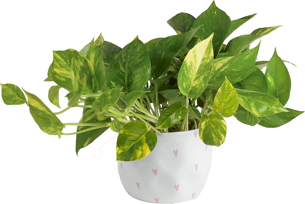 Costa Farms Golden Pothos Live Plant, Easy to Grow Vining Live Indoor Houseplant in Décor Plante... | Amazon (US)