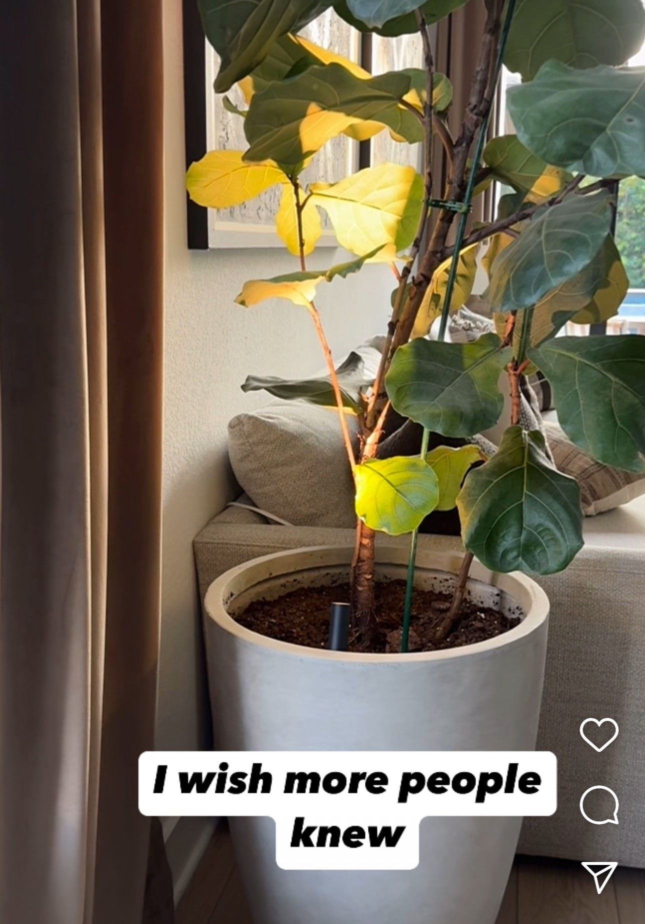 Plant up light 

#LTKHome