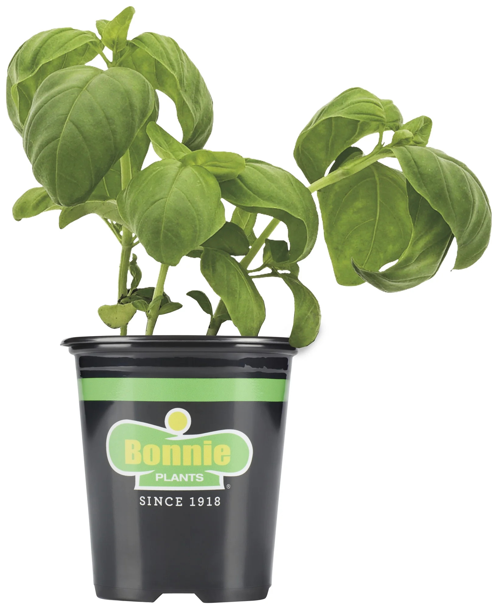 Bonnie Plants Sweet Basil 19.3 oz. | Walmart (US)