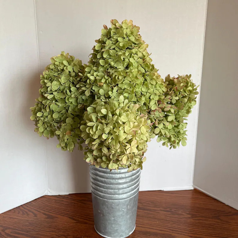 Dried Limelight Hydrangea Flowers | Etsy (Global)