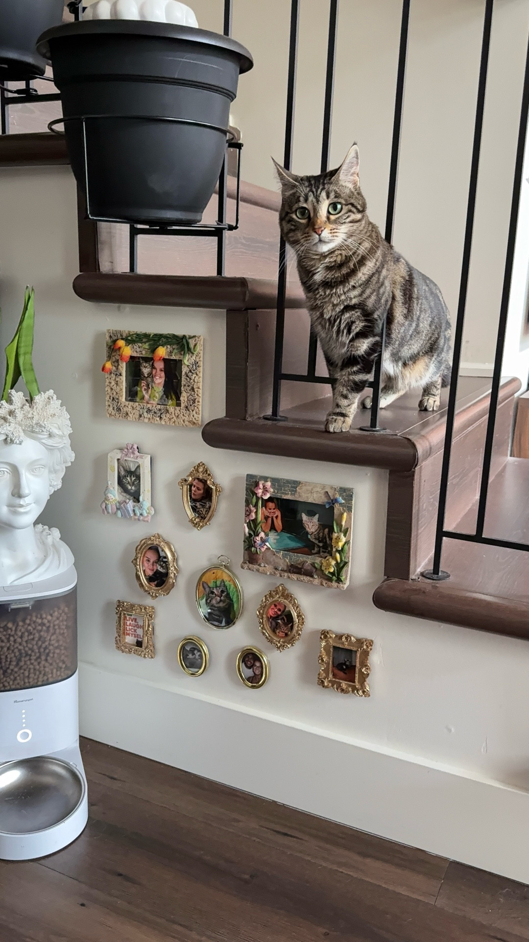 Free will WELL spent 🥹🐈