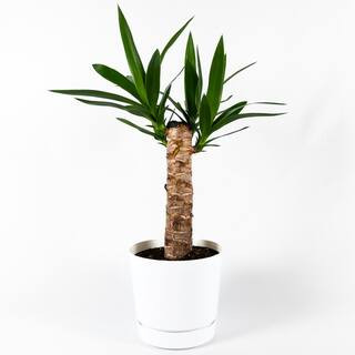 TropicalPlants.com Yucca Cane (Yucca Guatemalensis) Live Plant Inside 6 in. Decorator White Contempo | The Home Depot
