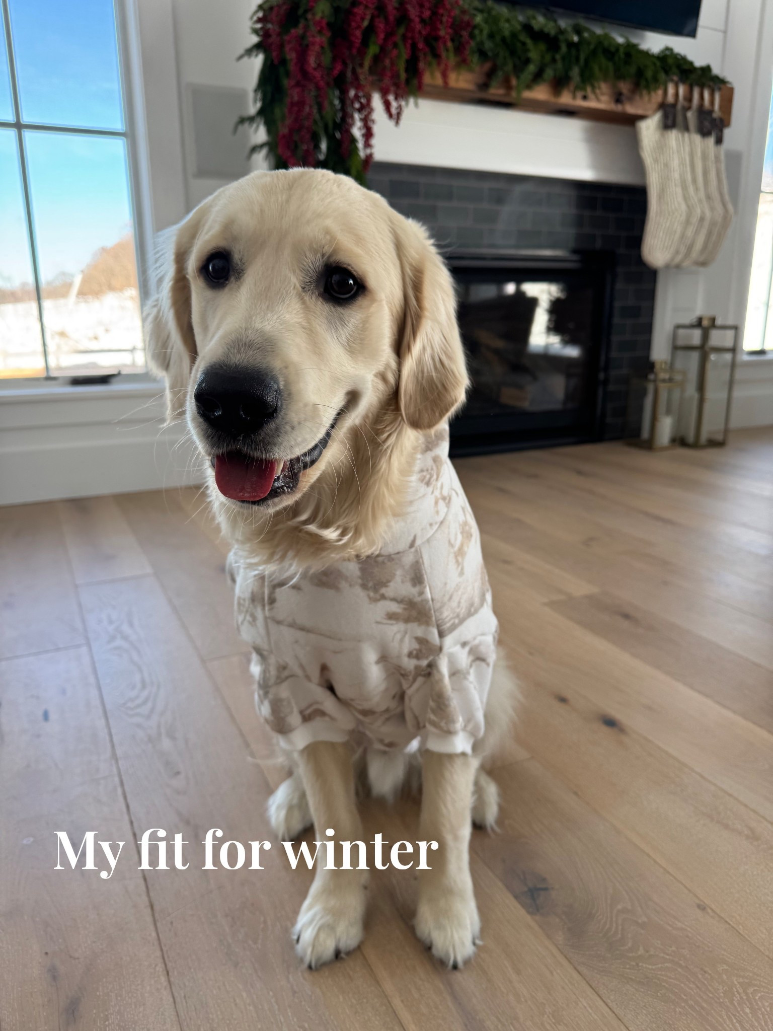 Comfrt dog sweatshirts


#LTKGiftGuide #LTKHoliday #LTKSeasonal