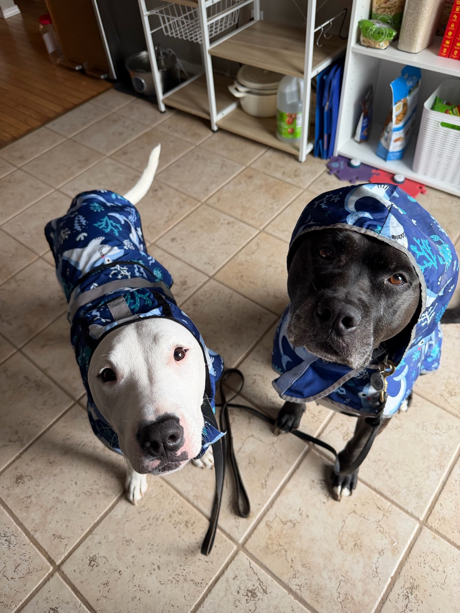 The cutest sharks ready to take on this WA rain ☔️🦈

Dog on the right is wearing the reversible version with a large pocket on the back! We love this one for him to carry extra poop bags and doggie wipes when we go for long adventures 🙌🏻

#LTKdayinmylife #LTKHome #LTKvlog