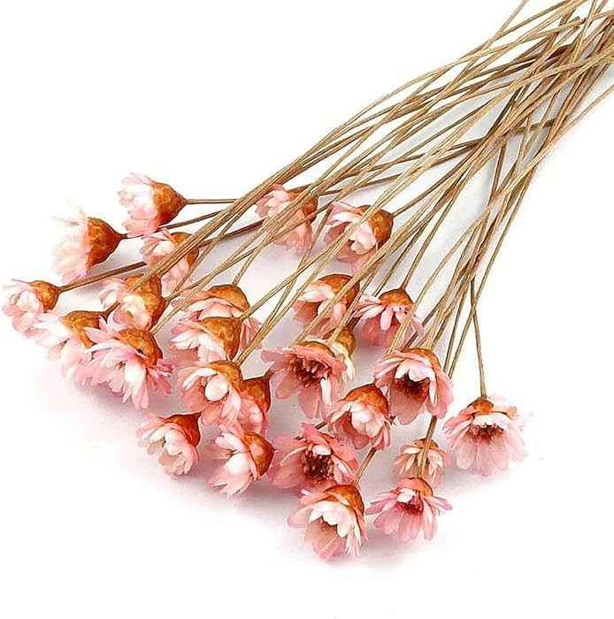 100 Stems Natural Dry Flowers Brazilian Small Star Daisy Decorative Dried Flowers Mini Daisy Cham... | Amazon (US)