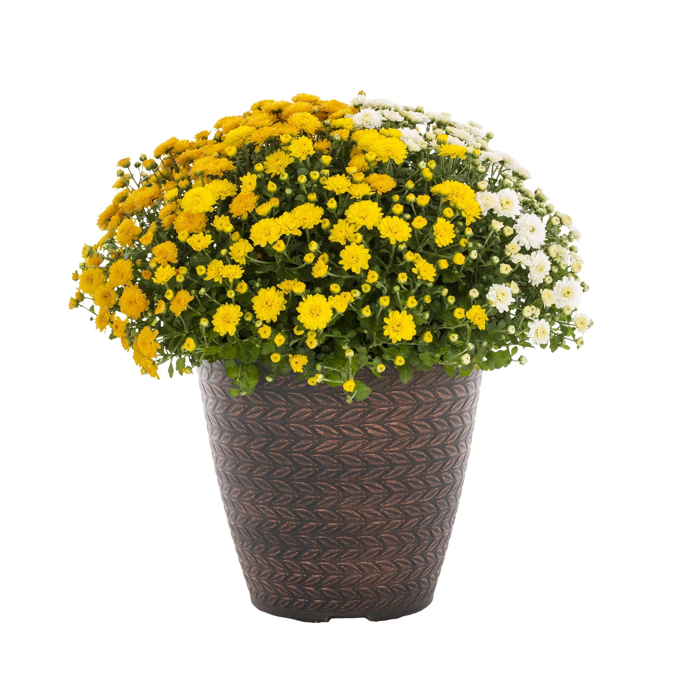Better Homes & Gardens 1.5GL Multicolor Orange White and Yellow Mum (1 Count) Live Plant with Dec... | Walmart (US)