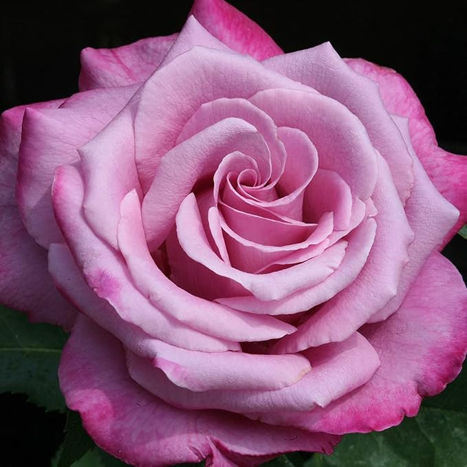 Heirloom Grandiflora Roses, Live Own Root Plant for Outdoor Garden, Fragrant Plum, Very Fragrant,... | Amazon (US)