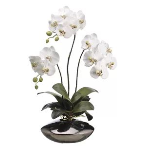 Phalaenopsis Orchid Plant in Ceramic Pot | Wayfair North America