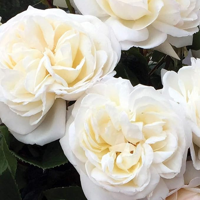 Own-Root One Gallon White Gold Shrub Rose by Heirloom Roses | Amazon (US)