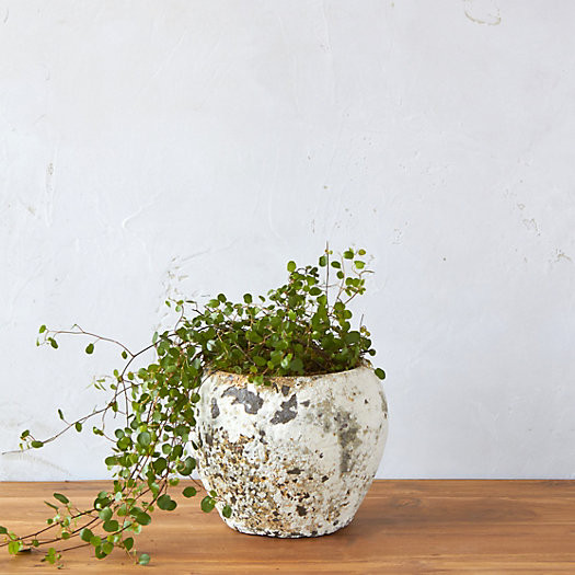 Barnacle Round Shoulder Pot | Terrain