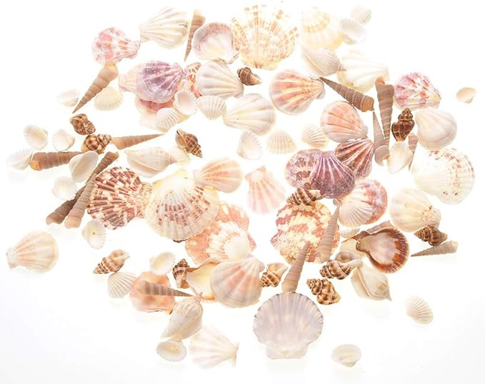 PowerTRC Mixed Beach Sea Shells for Ocean Theme Parties and Weddings Decoration | Vase, Fountain ... | Amazon (US)