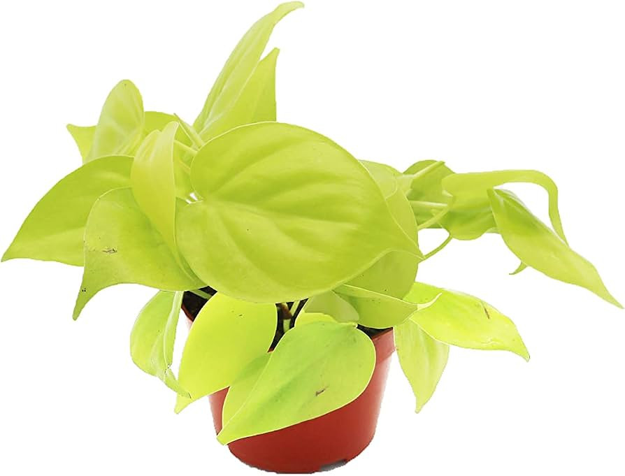 Philodendron Neon Cordatum - 4" from California Tropicals | Amazon (US)