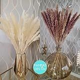 18"-20" Pampas Grass Mixture | 30 Stems Brown and White Small Plumes Tabletop Pampas Grass as Home D | Amazon (US)