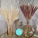 18"-20" Pampas Grass Mixture | 30 Stems Brown and White Small Plumes Tabletop Pampas Grass as Home D | Amazon (US)