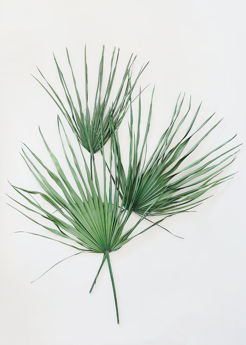 Pack of 3 - Natural Preserved Palm Leaves 30" x 17" | Afloral (US)
