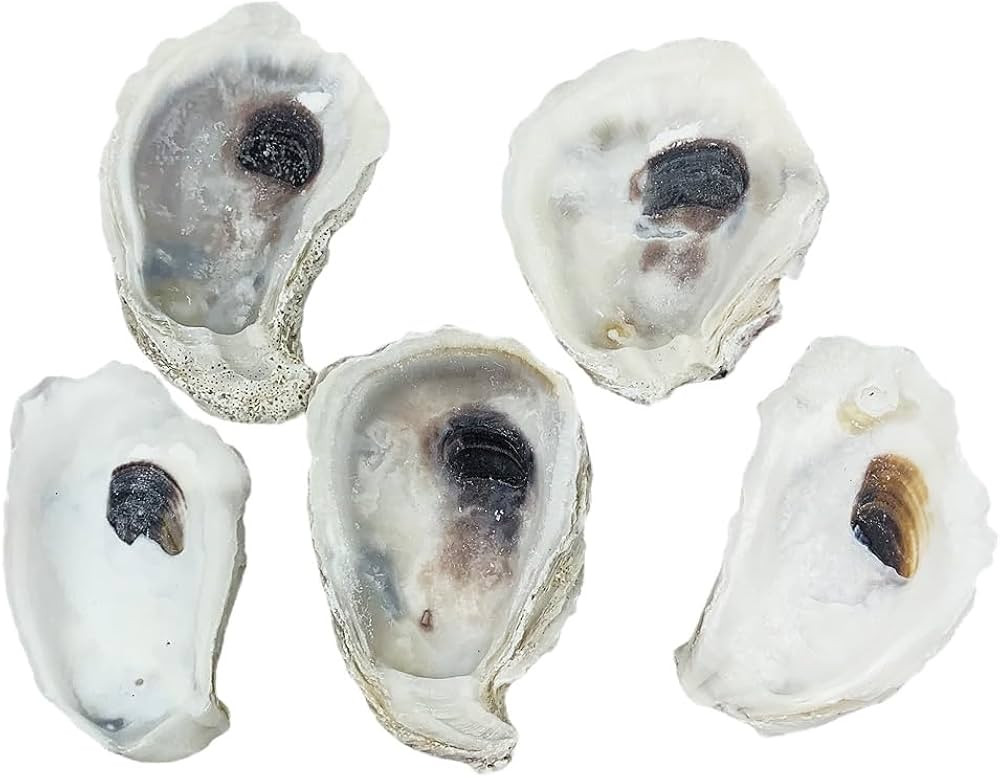 Heyiwell 5PC Natural Oyster Shells for DIY Crafts, Arts and Home Decor 3"~4" Inch | Amazon (US)