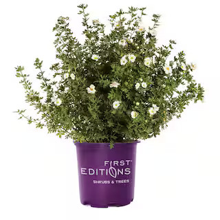 2 Gal. Creme Brulee Potentilla Live Shrub with White Flowers | The Home Depot