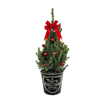 Spruce Alberta Feature Shrub in 1 -Gallon Pot 1 -Pack | Lowe's