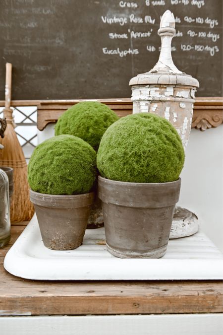 Moss balls make the perfect tray filler & they look fun put in a pot like this! A great way to add greenery to your space in any season 🙌🏼🪴