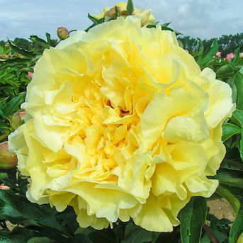 Breck's Yellow Duchesse De Lorraine Itoh Peony Plant in 1-Pack Bareroot | Lowe's