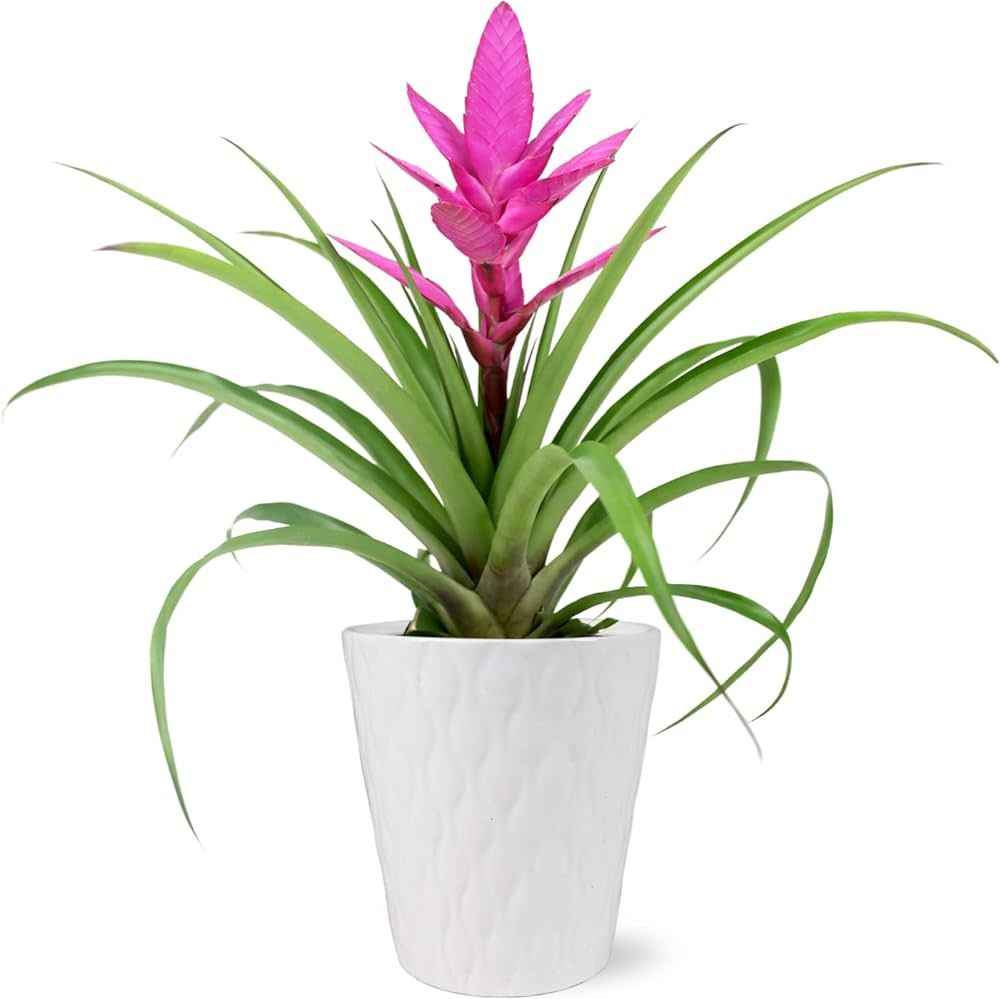 Just Add Ice JA5034 Live Pink Bromeliad Plant for Indoors in White Evi Ceramic, Long-Lasting Trop... | Amazon (US)