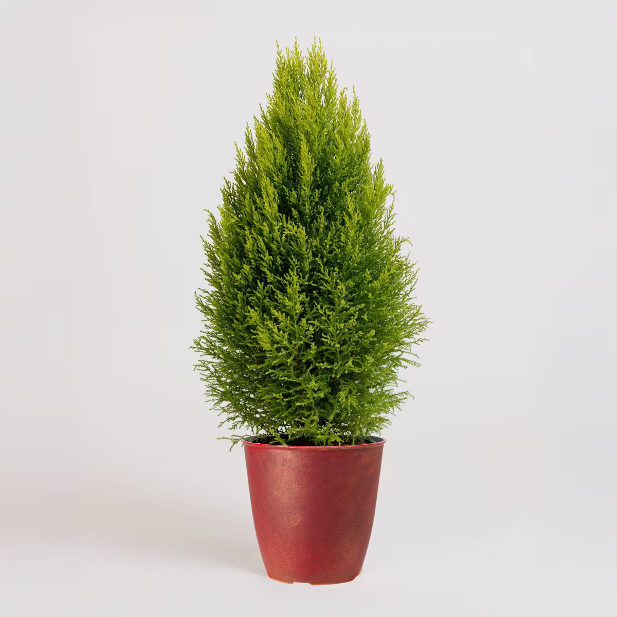 8" Christmas Tree - Good Little Garden™ | Target