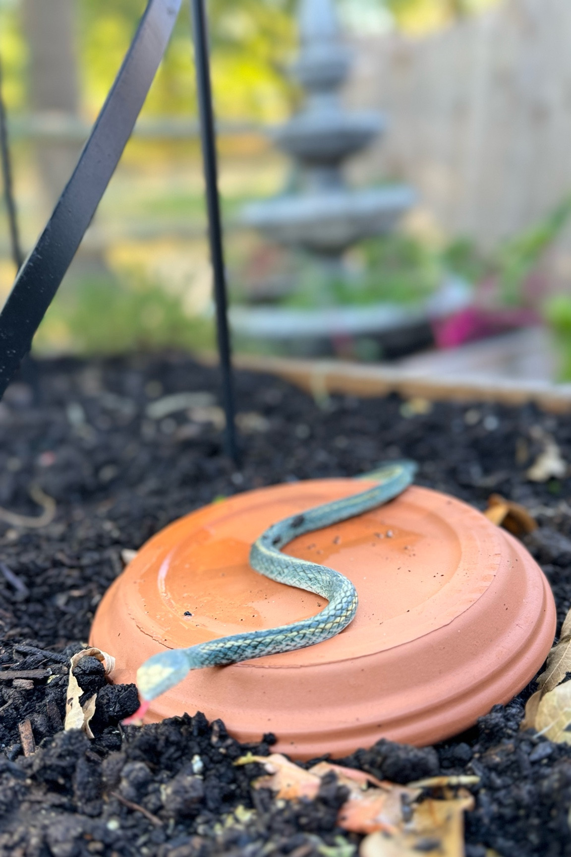 Rubber snakes to keep the birds away! 
Obelisk trellis
Arch trellis
Garden tips
Gardening tools
Oya terracotta
Raised bed
Herbs