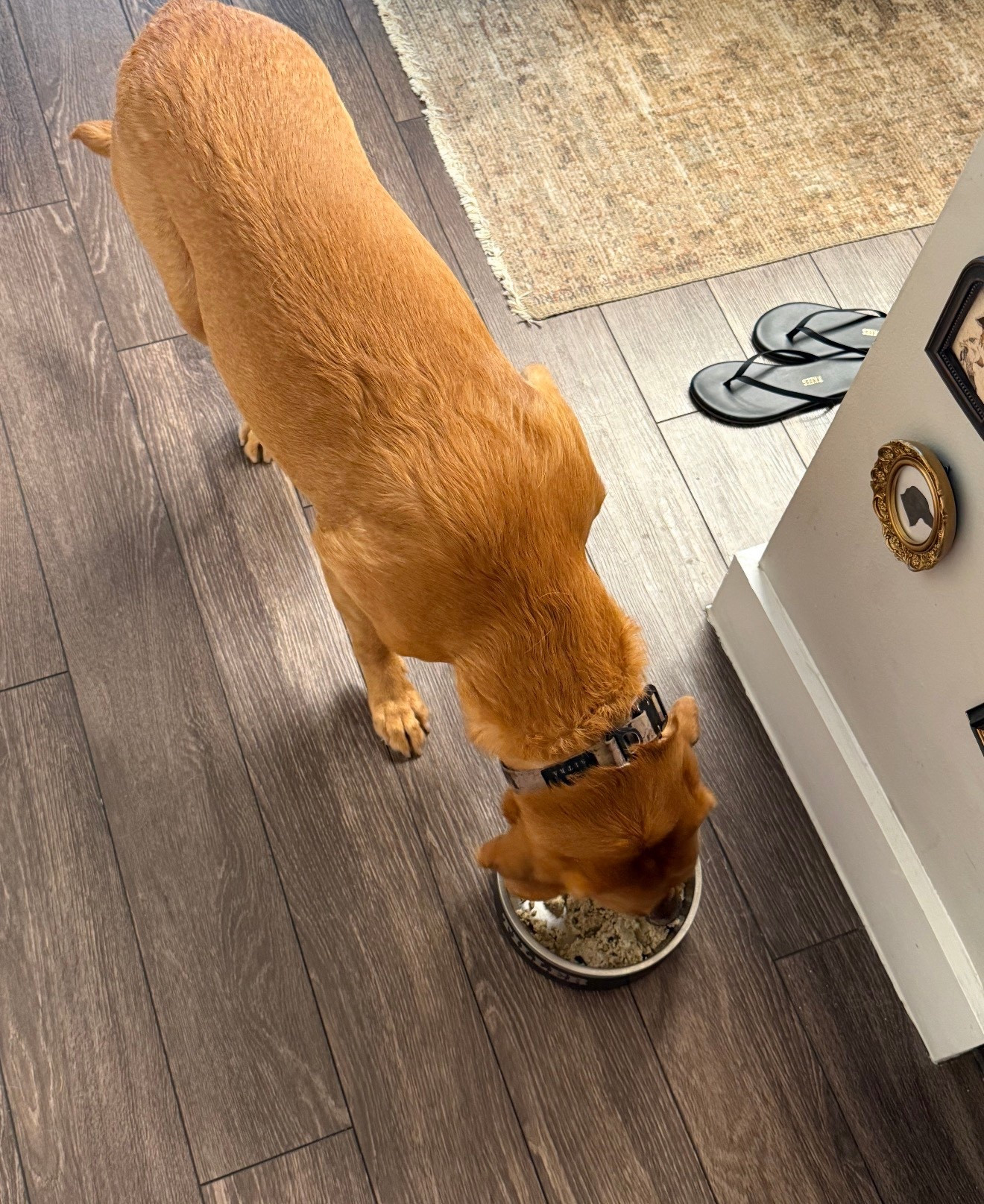 Tiller is so obsessed with this food… like bowl gone in seconds every time 😂
they’re doing 60% off your first box right now so it felt like the perfect time to finally switch!
@thefarmersdog #TFDpartner #thefarmersdog