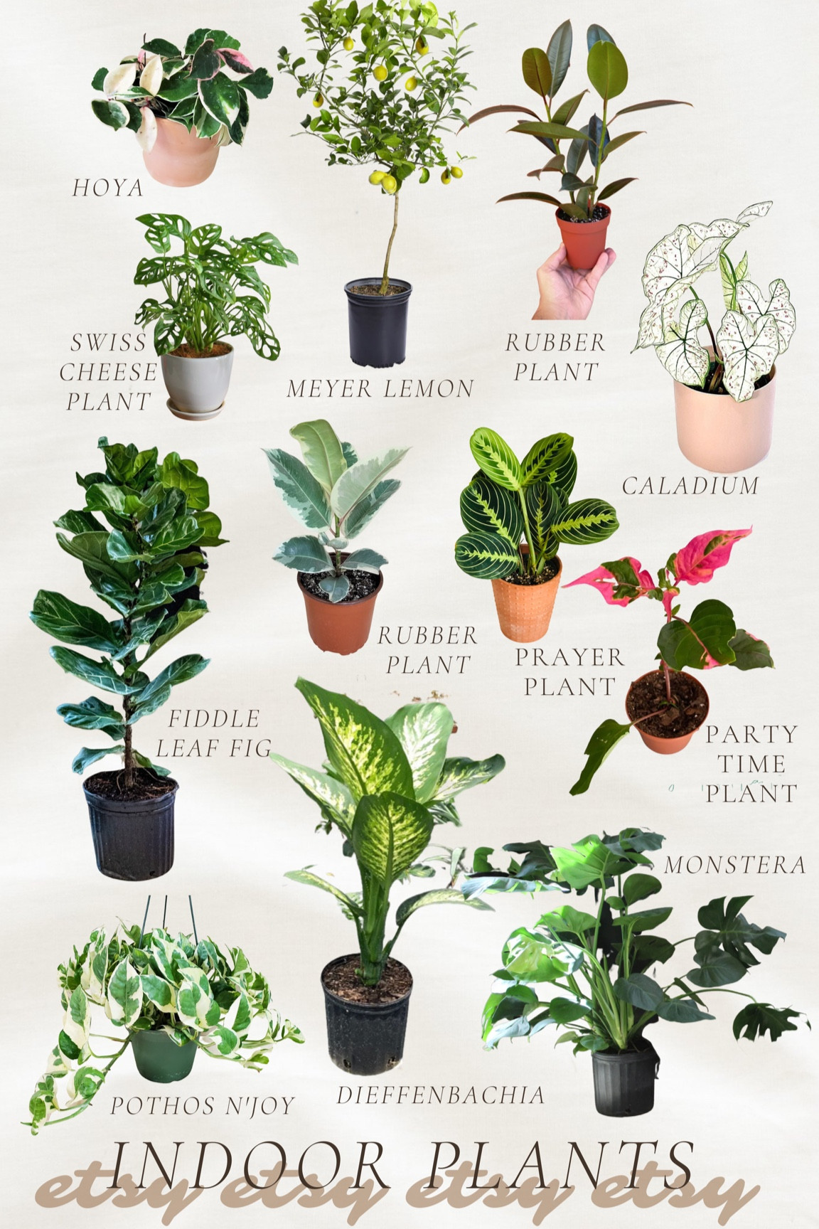 Indoor live plants from Etsy!

Indoor plants, real plants, live plants, best indoor plants, home decor, greenery, Etsy finds 

#LTKunder50 #LTKunder100 #LTKhome
