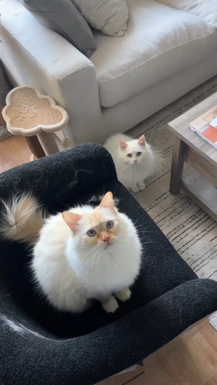 My two cats shed like it’s a full time job 🙈 This little vacuum has been saving my furniture! ✨🤍 

#homedecor #springcleaning #bissell #wayfair #petproducts

#LTKdayinmylife #LTKSaleAlert #LTKHome