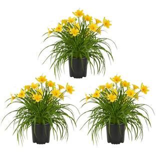 Metrolina Greenhouses 2.5 Qt. Yellow Stella D'oro Daylily Perennial Plant (3-Pack)-4029 - The Hom... | The Home Depot