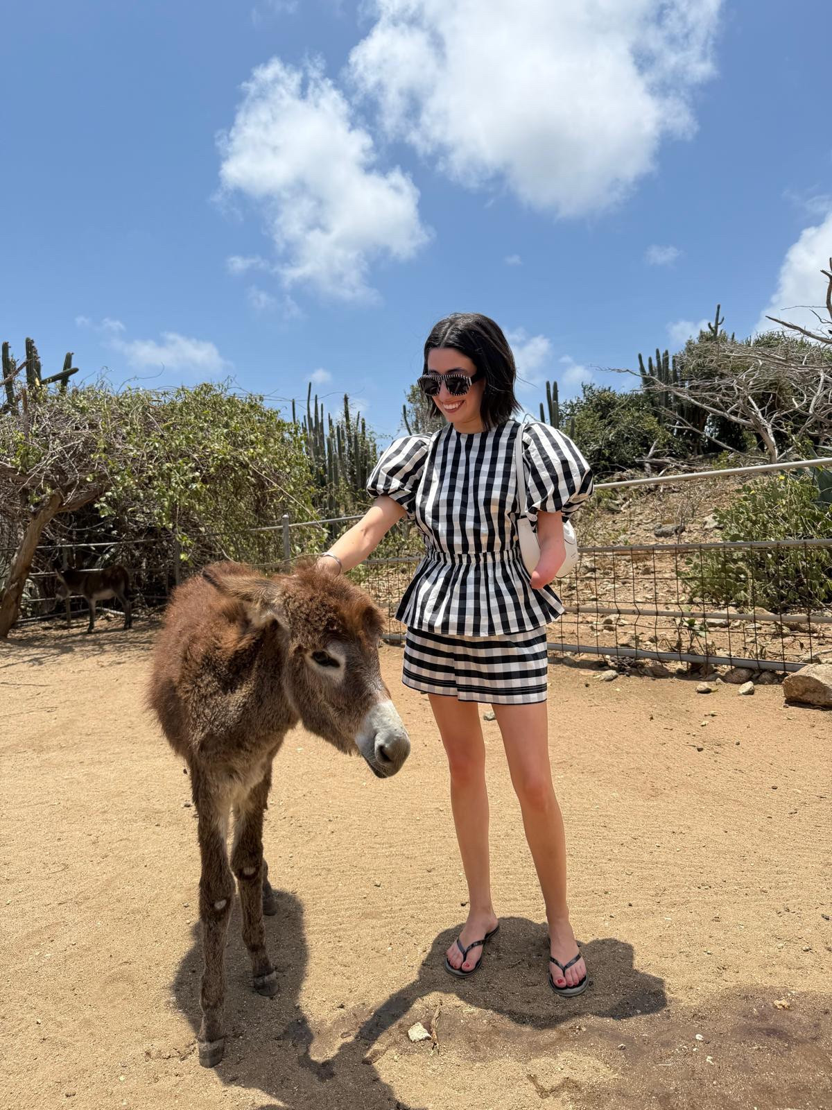 a day with the donkeys in Aruba 🌴



#LTKPetite #LTKTravel
