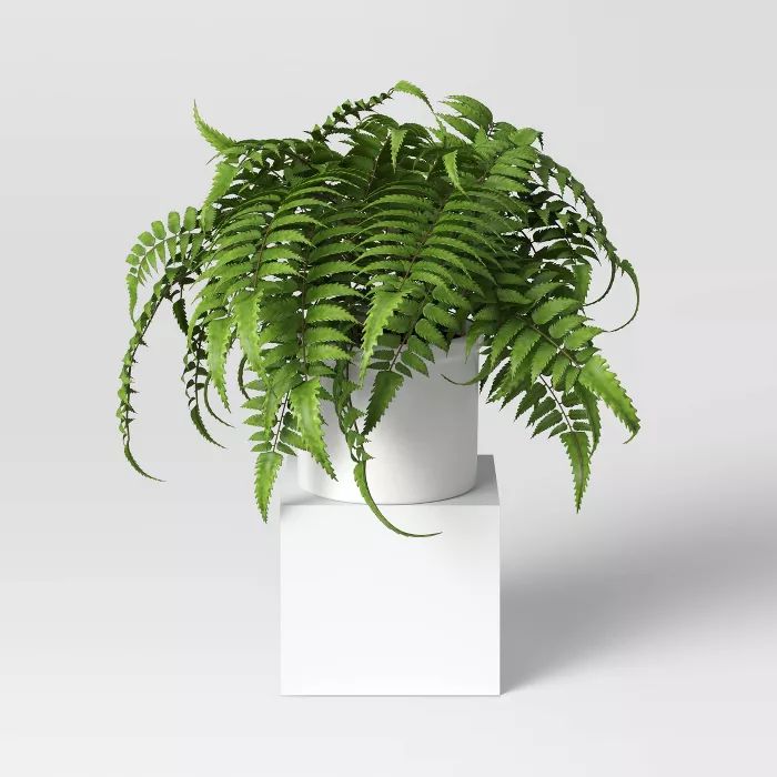 Boston Fern - Threshold&#8482; | Target