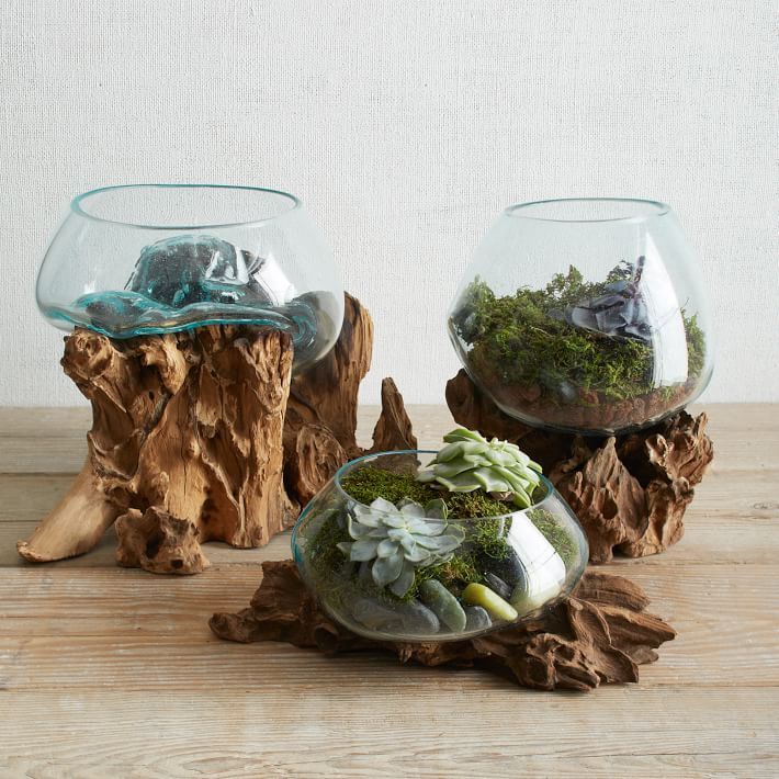 Wood &amp; Recycled Glass Terrariums | West Elm (US)