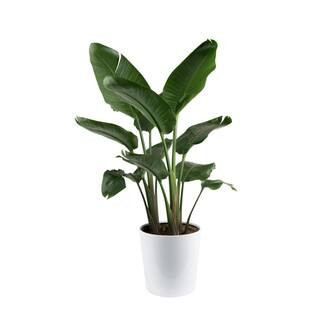White Bird of Paradise Indoor Plant in 10 in. Decor Pot, Avg. Shipping Height 2-3 ft. Tall | The Home Depot