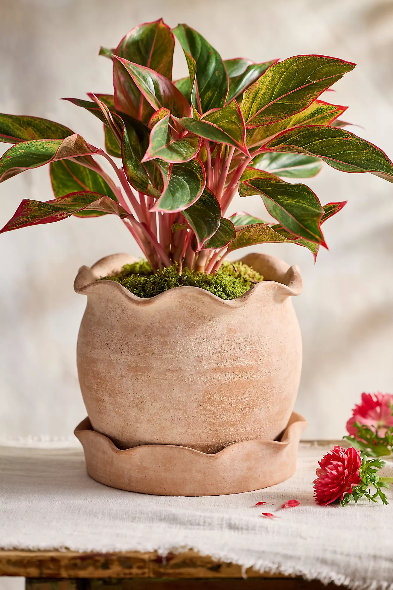 Terracotta Pie Crust Rim Planter, Round | Anthropologie (US)