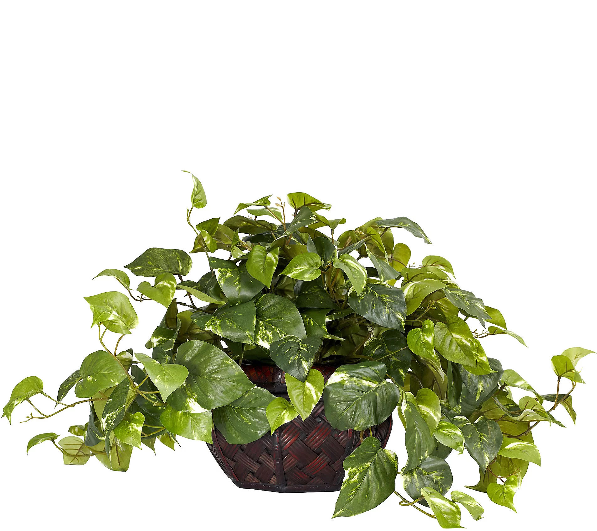 Pothos Plant with Decorative Vase by Nearly Nat ural | QVC