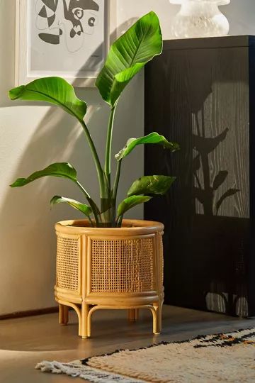 Rattan 12" Planter | Urban Outfitters (US and RoW)