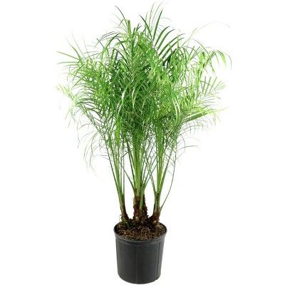 Rebellini Palm - National Plant Network | Target