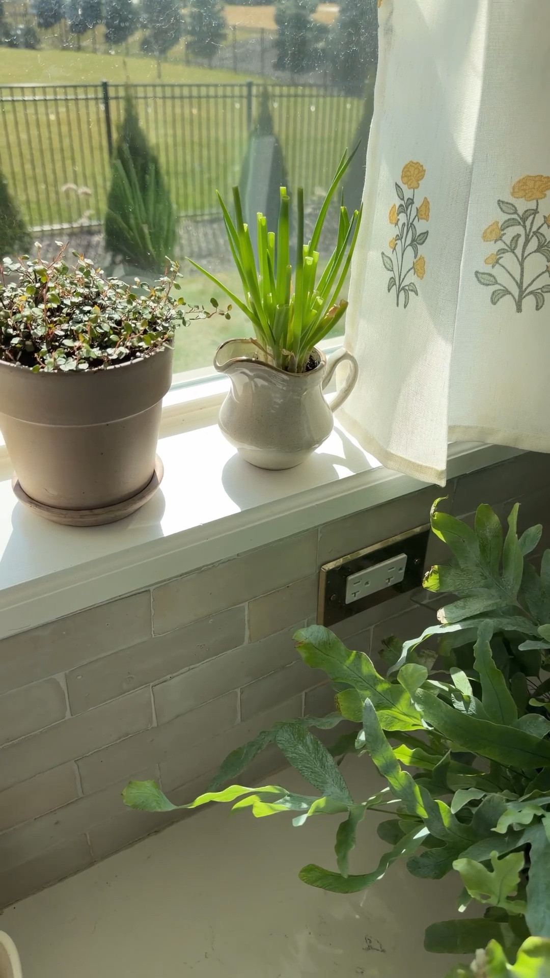 Angel vine plant, cafe curtains 

#LTKSpringSale #LTKHome