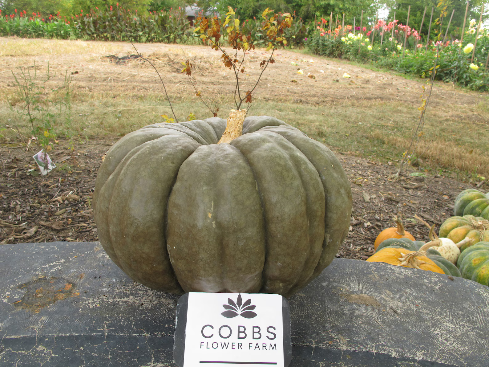 Queensland Blue Pumpkin Seeds - Etsy | Etsy (US)