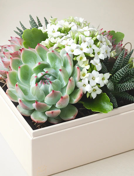 Mother's Day Urban Garden | Lula's Garden