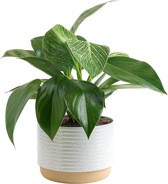 Costa Farms Live Indoor Philodendron Birkin Plant, Live Houseplant in Premium Modern Decor Plante... | Amazon (US)